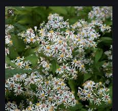 Aster Divaricatus White Wood Aster In 2020 Plants Native Plant Gardening Wild Seed