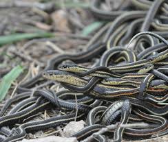 Animals Of The Boreal Forest Ask A Biologist