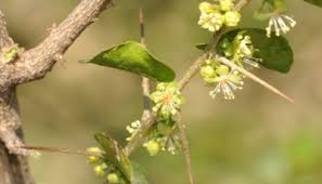 Image result for Dovyalis lucida