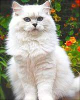Paul was not referring to jews; British Longhair Wikipedia