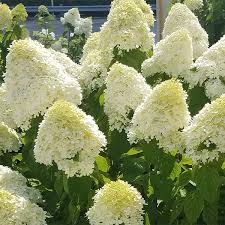 Most people recognize hydrangeas in bush form but what most people don't know is that you can actually grow hydrangeas in the form of trees. Limelight Hydrangea Tree Naturehills Com