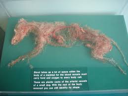 Maybe you would like to learn more about one of these? Boston Museum Of Science Dog Circulatory System 11 08 Flickr