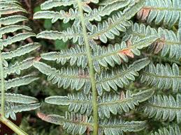 Image result for Pteridium aquilinum