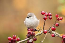Have fun and be happy. Hd Wallpaper Cute Bird On Branch Lovely Berries Fluffy Sparrow Nice Nature Wallpaper Flare