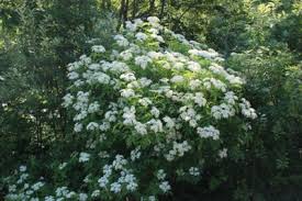 Best flowering bushes for new england. A Collection Of Native Shrubs For Maine Summer Gardens Wild Seed Project