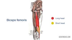 Three major muscles (actually, two muscles and one muscle group) comprise the anterior compartment of the thigh — the pectineus, sartorius and . Muscles Of The Posterior Thigh Hamstrings Geeky Medics