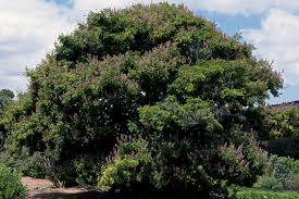 Image result for Millettia grandis