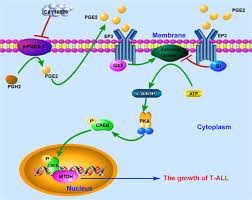 Prostaglandin e2 (pge2) is a principal mediator of inflammation in diseases such as rheumatoid arthritis and osteoarthritis. Mpges 1 Pge2 Promotes The Growth Of T All Cells In Vitro And In Vivo By Regulating The Expression Of Mtdh Via The Ep3 Camp Pka Creb Pathway Cell Death Disease