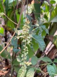 Image result for Paullinia pinnata