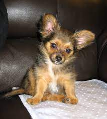 Breed Profile Chorkie Yorkie Chihuahua K9 Of Mine