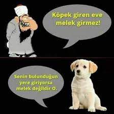 sign in sevimli kopek yavrulari sevimli hayvan yavrulari hayvan