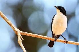 Download suara burung decu kembang (kacer mini) gacor. Keren 5 Jenis Suara Burung Decu Gacor Mp3 Pakan Harga