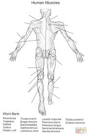 Simply do online coloring for muscular system anatomi coloring pages directly from your gadget, support for ipad, android tab or using our web feature. Human Muscles Back View Worksheet Coloring Page From Anatomy Category Select From 27278 Printable Cr Human Anatomy Anatomy And Physiology Human Muscle Anatomy