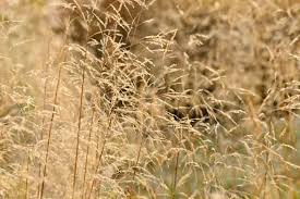 Image result for Deschampsia