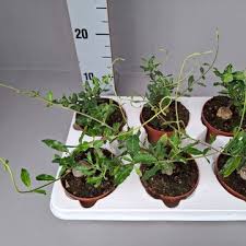 Image result for Fockea multiflora