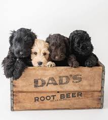 How big are mini aussiedoodle? Australian Labradoodles Vs Labradoodles What Is The Difference Labradoodles Dogs