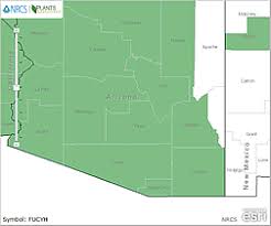 Image result for Marsdenia cynanchoides