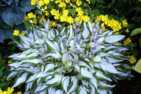 Hostas in the fall #hostasinthefall #hostas #blackgarderners. Growing White Centered Hostas Nh Hostas