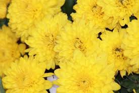 A star's color indicates it's temperature, composition and relative distance from earth. Mums Vs Asters And How To Use Them In Your Landscape Hgtv