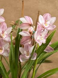 Image result for Monocymbium