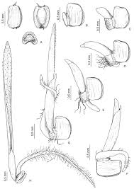 Image result for Eragrostis humidicola