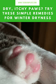 Dry Itchy Paws Try These Simple Solutions Your Cat Will Love Cat Care Dry Paws Paw Care