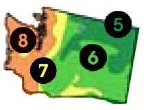 Maybe you would like to learn more about one of these? Buy Washington Trees Wa Shade Tree Sale Best Washington Fruit Tree