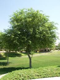 Image result for Dalbergia sissoo