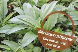 Im normalfall lässt sich bärlauch auch mit ausbildung der blüten sammeln und essen. Barlauch Sammeln Was Ist Erlaubt Was Verboten Gartenlexikon De