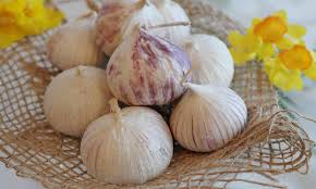 Grâce à ses acides phénoliques, l'ail agit comme un antiseptique puissant du système digestif et de l'appareil respiratoire (infections du nez, de la gorge et des bronches). Ail Bienfaits Et Vertus Pour La Sante