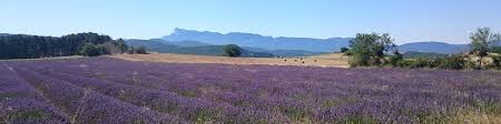 First, lavender comes in cool colors and cool colors when used near the borders and boundaries, create an illusion of enlarged space. Mirabel And Hillside Villages
