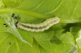 Image result for Operophtera fagata