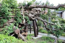 イチョウ Wikipedia