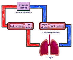 Rfumsphysiology Control Of Pulmonary Blood Flow