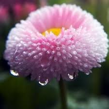 туалет и душ под одной крышей для дачи купить Bellis Or Pom Pom Daisy Beautiful Flowers Images Pink Flowers Flowers