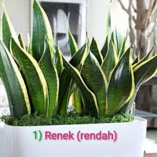 Pokok lidah jin juga dipanggil pokok lidah mak mertua ditanam sebagai pokok pasuan. Sansevieria Pokok Lidah Mertua Lidah Jin Kaktus Plant Kuning Tegak Renek Tanaman Indoor Dalam Rumah Shopee Malaysia