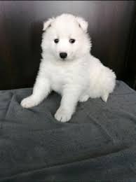 Tobi is full of energy rocky is an amazing dog! Samoyed Puppies For Rehoming Dogs Puppies For Rehoming Brandon Ohmy