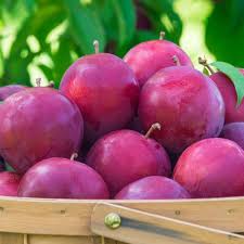 Image result for prunus domestica renkloda althana