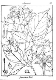 Image result for Jasminum breviflorum