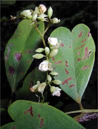Image result for Dalbergia bracteolata