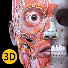 Highly detailed 3d models, with textures up to 4k resolution, enable to examine the shape of each structure of the human body with great depth. Anatomia Atlas 3d Aplicaciones En Google Play