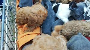 Vsaka žival si zasluži topel in ljubeč dom. V Avtu Prevazal 17 Pasjih Mladickov Namenjenih Na Crni Trg Zurnal24