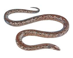 Image result for Atractus modestus