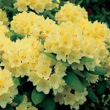 Seriously Sassy Azalea Flower Plants Trees To Plant