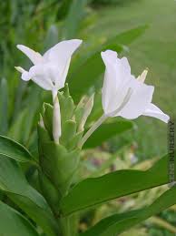 Image result for Hedychium coronarium