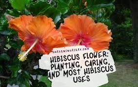 We did not find results for: Hibiscus Flower Planting Caring And Most Hibiscus Uses