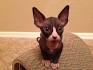 Sphynxes for Sale | Cats on Oodle Classifieds