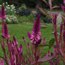 Celosia Species Cramer S Amazon White Plants Beautiful Blooms Flowers