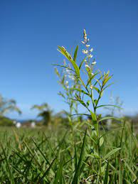 Image Polygala Paniculata Orosne Biolib Cz
