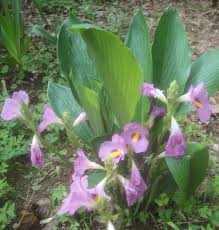 Image result for Siphonochilus rhodesicus